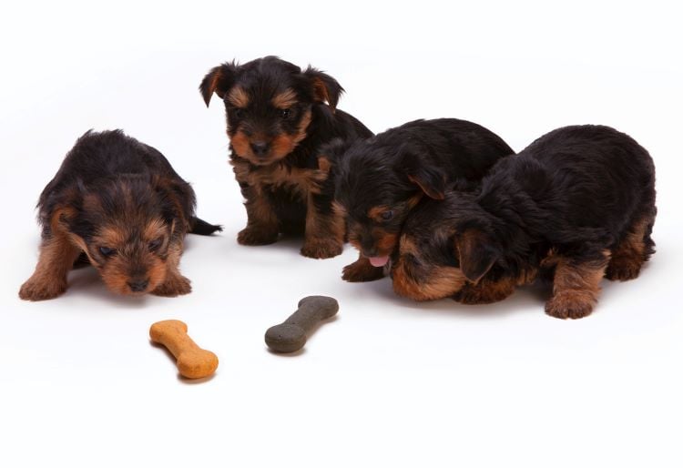 Four black and tan yorkshire terrier puppies examining dog treats on a white floor.